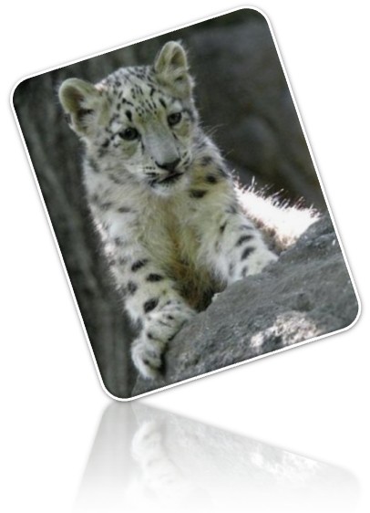 Hackintosh How To Install Snow Leopard