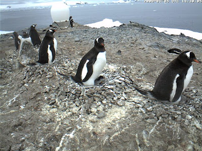 Ecco come vedere i pinguini in diretta dall'antartide!