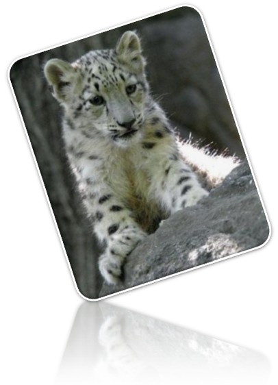 torrent kalyway leopard 1052 torrent kalyway leopard 1052